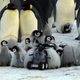 Image for article titled (Adorable Baby Robot Penguin) Big Brother Is Watching